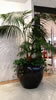 Kentia Palm mall display