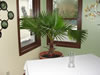 Washingtonia palm at restaurant in Londonderry, NH