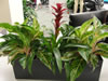 Mixed plants Andover office