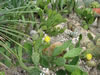 hardy prickley pear cactus blooming