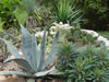 hardy cactus garden