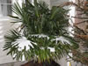 Trachycarpus fortune in NH with snow on it