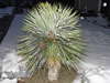 yucca rostrata in winter
