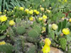 Outdoor plant display �prickly pear� cactus in Andover, MA