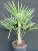 Windmill palm for sale � 3 gal size