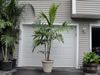 Adonidia palm for rent or purchase