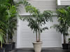 Foxtail palm for rent or purchase