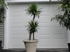 Yucca for rent or purchase