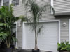Queen palm for rent or purchase