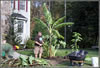 cutting off banana leaves for winter- Photo by Allegra Boverman with the Lawrence Eagle Tribune