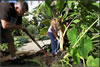 digging up elephant ears for winter - Photo by Allegra Boverman with the Lawrence Eagle Tribune